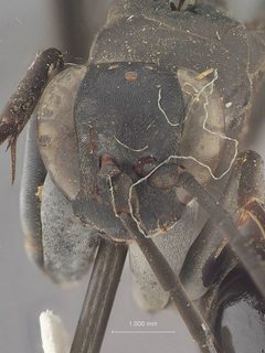 Paracyphononyx plutonis by the Smithsonian. Used under a CC0 license.