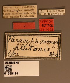 Paracyphononyx plutonis by the Smithsonian. Used under a CC0 license.