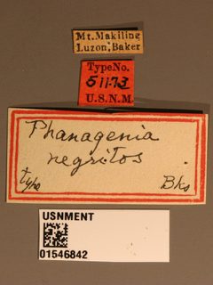 Phanagenia negritos by the Smithsonian. Used under a CC0 license.