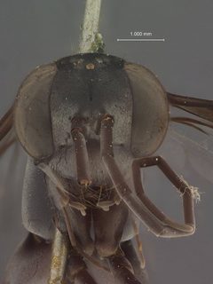 Phanagenia negritos by the Smithsonian. Used under a CC0 license.