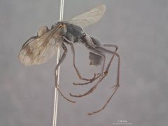 Phanagenia taiwana by the Smithsonian. Used under a CC0 license.