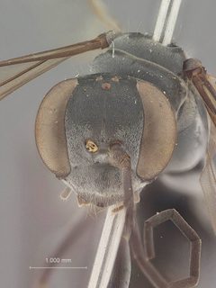 Phanagenia taiwana by the Smithsonian. Used under a CC0 license.