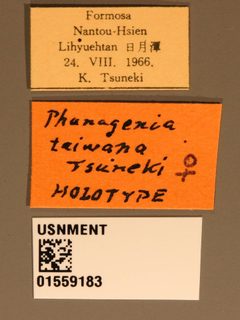 Phanagenia taiwana by the Smithsonian. Used under a CC0 license.