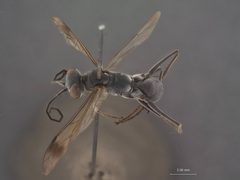 Phanagenia taiwana by the Smithsonian. Used under a CC0 license.