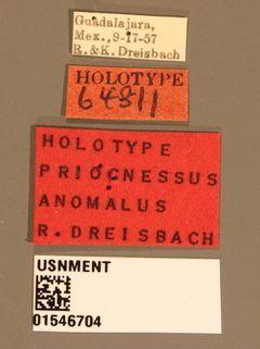 Priocnessus anomalus by the Smithsonian. Used under a CC0 license.