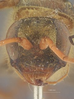 Priocnessus aureus by the Smithsonian. Used under a CC0 license.