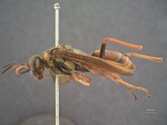 Priocnessus aureus by the Smithsonian. Used under a CC0 license.