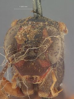 Priocnessus caesius by the Smithsonian. Used under a CC0 license.