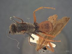 Priocnessus caesius by the Smithsonian. Used under a CC0 license.