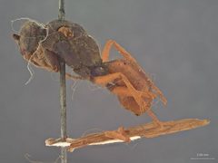 Priocnessus caesius by the Smithsonian. Used under a CC0 license.