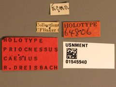 Priocnessus caesius by the Smithsonian. Used under a CC0 license.