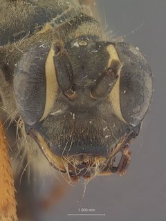 Priocnessus sericeus by the Smithsonian. Used under a CC0 license.
