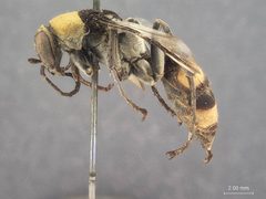 Psorthaspis bioculata by the Smithsonian. Used under a CC0 license.