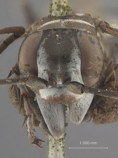 Sericopompilus bivattatus by the Smithsonian. Used under a CC0 license.