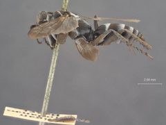 Sericopompilus bivattatus by the Smithsonian. Used under a CC0 license.