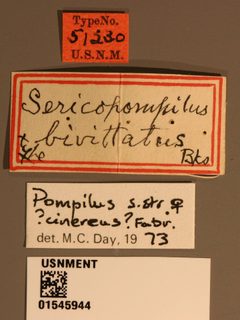 Sericopompilus bivattatus by the Smithsonian. Used under a CC0 license.