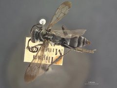 Sericopompilus bivattatus by the Smithsonian. Used under a CC0 license.