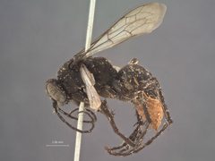 Tachypompilus abbottii by the Smithsonian. Used under a CC0 license.
