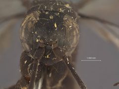 Tachypompilus abbottii by the Smithsonian. Used under a CC0 license.