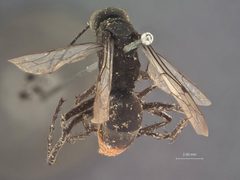 Tachypompilus abbottii by the Smithsonian. Used under a CC0 license.