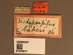 Tachypompilus bakeri by the Smithsonian. Used under a CC0 license.