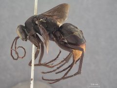 Tachypompilus bakeri by the Smithsonian. Used under a CC0 license.