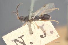Proctotrypes quadriceps by the Smithsonian. Used under a CC0 license.