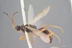 Proctotrypes quadriceps by the Smithsonian. Used under a CC0 license.