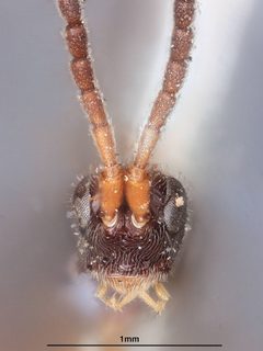 Proctotrypes quadriceps by the Smithsonian. Used under a CC0 license.