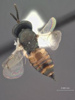 Arthrolytus muesebecki by the Smithsonian. Used under a CC0 license.