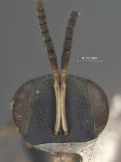 Arthrolytus muesebecki by the Smithsonian. Used under a CC0 license.