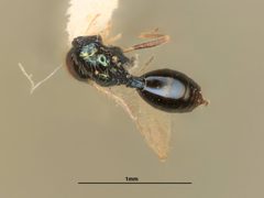 Asaphes californicus by the Smithsonian. Used under a CC0 license.