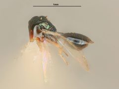 Asaphes californicus by the Smithsonian. Used under a CC0 license.