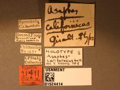 Asaphes californicus by the Smithsonian. Used under a CC0 license.