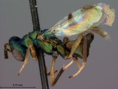 Brachycaudonia californica by the Smithsonian. Used under a CC0 license.