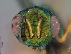 Brachycaudonia californica by the Smithsonian. Used under a CC0 license.