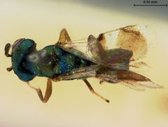 Brachycaudonia californica by the Smithsonian. Used under a CC0 license.