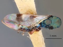 Cheiropachus brunneri by the Smithsonian. Used under a CC0 license.
