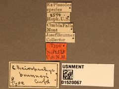 Cheiropachus brunneri by the Smithsonian. Used under a CC0 license.