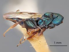 Cheiropachus brunneri by the Smithsonian. Used under a CC0 license.