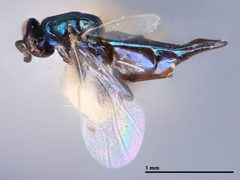 Colotrechnus ignotus by the Smithsonian. Used under a CC0 license.