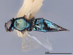 Colotrechnus ignotus by the Smithsonian. Used under a CC0 license.