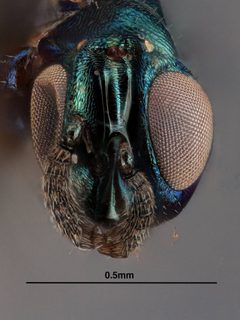Colotrechnus ignotus by the Smithsonian. Used under a CC0 license.