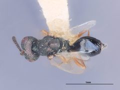 Cyrtogaster capitanea by the Smithsonian. Used under a CC0 license.