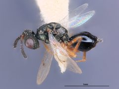 Cyrtogaster capitanea by the Smithsonian. Used under a CC0 license.