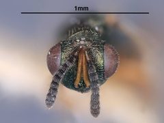 Cyrtogaster capitanea by the Smithsonian. Used under a CC0 license.
