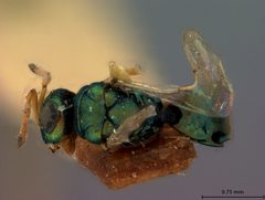 Cyrtogaster citripes by the Smithsonian. Used under a CC0 license.