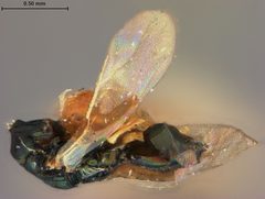 Cyrtogaster liqueatus by the Smithsonian. Used under a CC0 license.