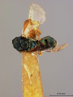 Cyrtogaster liqueatus by the Smithsonian. Used under a CC0 license.