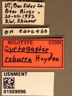 Cyrtogaster reburra by the Smithsonian. Used under a CC0 license.